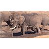 Image 7 : THOLO: 12-Day Elephant & Cape Buffalo Hunt for One Hunter with Mike Murray in Botswana