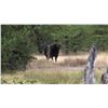 Image 8 : THOLO: 12-Day Elephant & Cape Buffalo Hunt for One Hunter with Mike Murray in Botswana