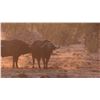 Image 9 : THOLO: 12-Day Elephant & Cape Buffalo Hunt for One Hunter with Mike Murray in Botswana