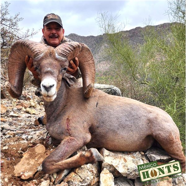 MEXICO HUNTS: 8-Day Weemsi Desert Bighorn Sheep Hunt for 1 Hunter/1 NH in MX - Includes Trophy