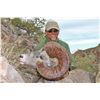Image 1 : MEXICO HUNTS: 8-Day Weemsi Desert Bighorn Sheep Hunt for 1 Hunter/1 NH in MX - Includes Trophy