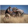 Image 1 : BLASER / ERORA RHINO: Exclusive Namibian Rhino Conservation Package w/ Custom Blaser R8 Rifle