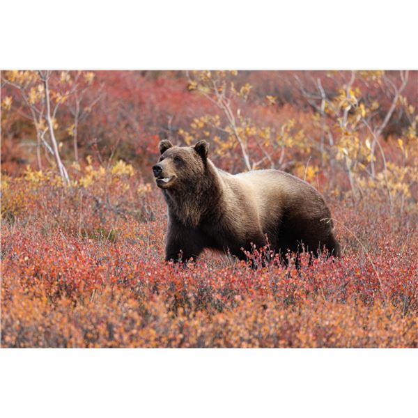 LEGACY GUIDES: 10-Day Grizzly Bear Hunt for One Hunter in Alaska - Includes Trophy Fee