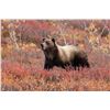 Image 1 : LEGACY GUIDES: 10-Day Grizzly Bear Hunt for One Hunter in Alaska - Includes Trophy Fee