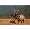Image 2 : MESCALERO: 5-Day Management Bull Elk Hunt for 1 or 2 Hunters in NM - Includes Trophies/Taxidermy