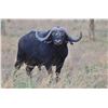 Image 3 : (XTENDED YEAR) INKULU: 12-Day Buffalo Hunt for 2 Hunters/2 NH in S. Africa - Includes Trophy Fees