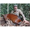 Image 1 : CONGO & GABON ADV: 10-Day/11-Night Duiker Hunt for One Hunter and One Non-Hunter in Gabon