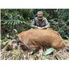 Image 2 : CONGO & GABON ADV: 10-Day/11-Night Duiker Hunt for One Hunter and One Non-Hunter in Gabon