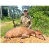 Image 4 : CONGO & GABON ADV: 10-Day/11-Night Duiker Hunt for One Hunter and One Non-Hunter in Gabon
