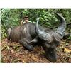 Image 6 : CONGO & GABON ADV: 10-Day/11-Night Duiker Hunt for One Hunter and One Non-Hunter in Gabon