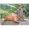 Image 7 : CONGO & GABON ADV: 10-Day/11-Night Duiker Hunt for One Hunter and One Non-Hunter in Gabon