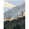 Image 2 : SPEY CREEK: 5-Day Gold Medal Red Stag Hunt for Two Hunters/Two NH in NZ - Includes Trophy Fees