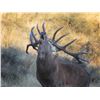 Image 4 : SPEY CREEK: 5-Day Gold Medal Red Stag Hunt for Two Hunters/Two NH in NZ - Includes Trophy Fees