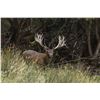 Image 5 : SPEY CREEK: 5-Day Gold Medal Red Stag Hunt for Two Hunters/Two NH in NZ - Includes Trophy Fees