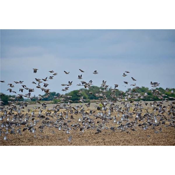 DICKIE MILES: 4-Day High-Volume Dove and Pigeon Hunt for Four Hunters in Argentina