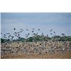 Image 1 : DICKIE MILES: 4-Day High-Volume Dove and Pigeon Hunt for Four Hunters in Argentina