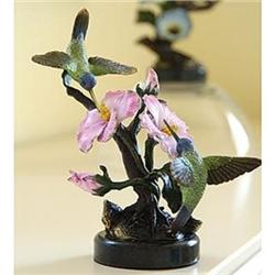 White Eared Hummingbird