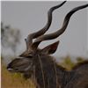 Image 2 : APR2 - SOUTH AFRICAN CAPE KUDU SAFARI FOR 2 HUNTERS