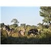 Image 10 : APR6 - SOUTH AFRICAN PHOTO and TOURING SAFARI FOR 1 COUPLE