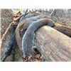 Image 3 : APR10 - MISSOURI SQUIRREL HUNT & EPICUREAN EXPERIENCE FOR 2 HUNTERS