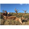 Image 11 : APR7 - SPANISH BIG GAME HUNT FOR 2 HUNTERS and 2 NON-HUNTERS