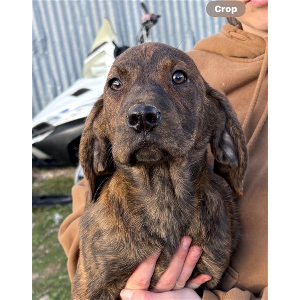 Registered Plott Hound. Donated by Paul Green. Comes from proven lines.