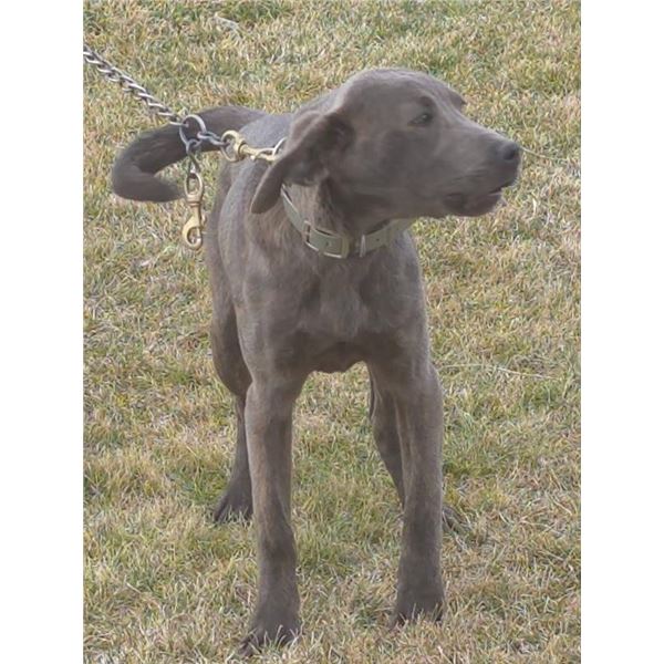 Maltese colored Plott Hound. Donated by Chuck Smith. Comes from proven lines.