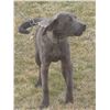 Image 1 : Maltese colored Plott Hound. Donated by Chuck Smith. Comes from proven lines.