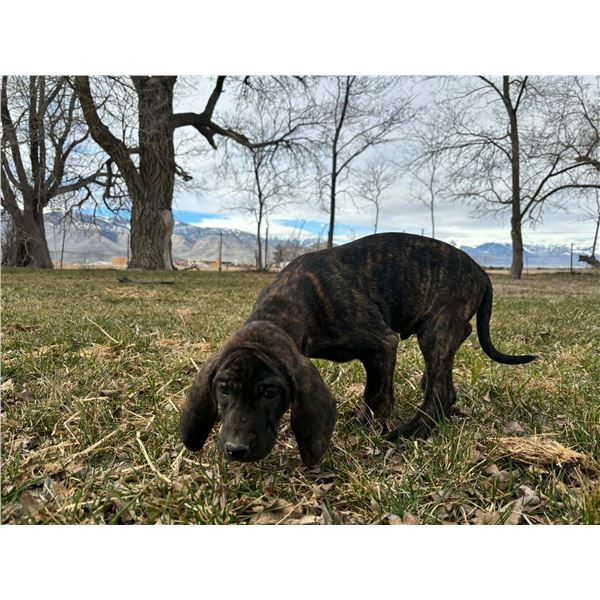 Black N Tan Plott Hound Cross donated by Seth Martin. Comes from proven lines.