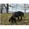 Image 1 : Black N Tan Plott Hound Cross donated by Seth Martin. Comes from proven lines.