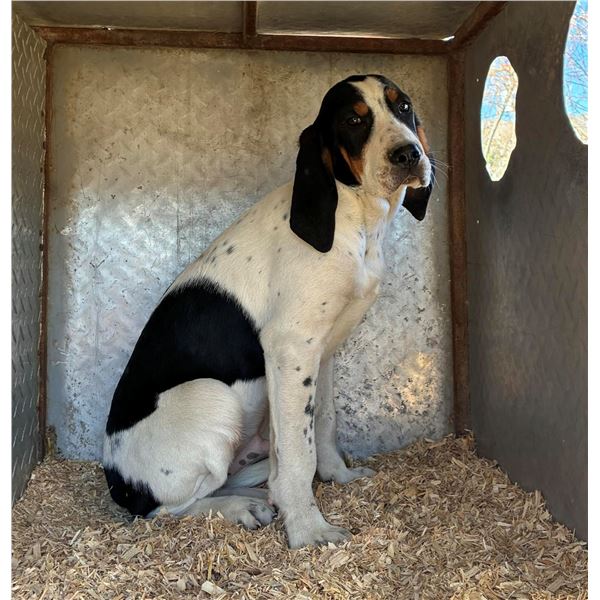 4 month old Treeing Walker Redtick cross. Donated by John Blair.