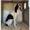 Image 1 : 4 month old Treeing Walker Redtick cross. Donated by John Blair.