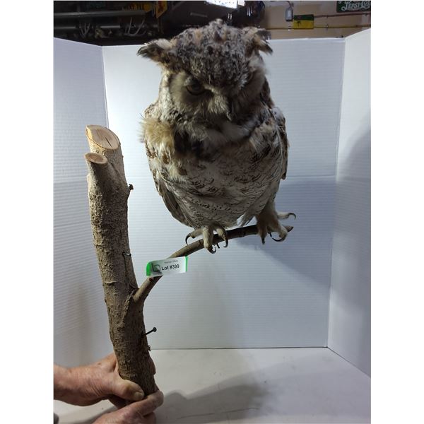 Stuffed Great Horned Owl from Warman Area w/Branch Mount - Bird is 16" Long - PICK UP