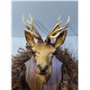 Image 3 : Faux Feather Wreath, Plastic Trophy Deer
