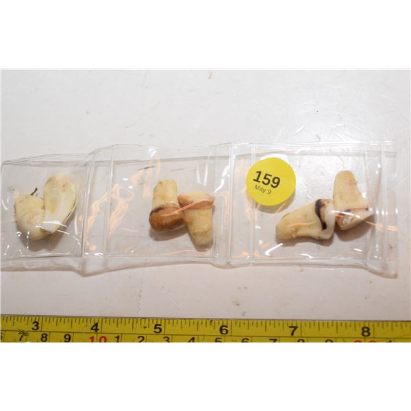 (3) Sets of Elk Ivory Teeth