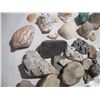 Image 5 : Rock and Sea Shell Collection