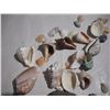 Image 6 : Rock and Sea Shell Collection