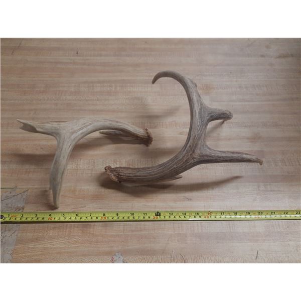 (2) Naturally Shed Deer Antlers.