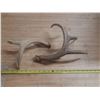 Image 1 : (2) Naturally Shed Deer Antlers.