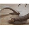 Image 2 : (2) Naturally Shed Deer Antlers.
