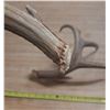 Image 3 : (2) Naturally Shed Deer Antlers.