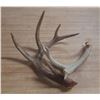 Image 4 : (2) Naturally Shed Deer Antlers.