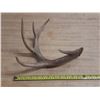 Image 5 : (2) Naturally Shed Deer Antlers.