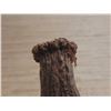 Image 7 : (2) Naturally Shed Deer Antlers.