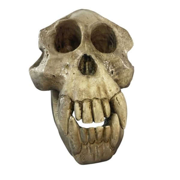 Kingdom of the Planet of the Apes (2024) - Gorilla Skull