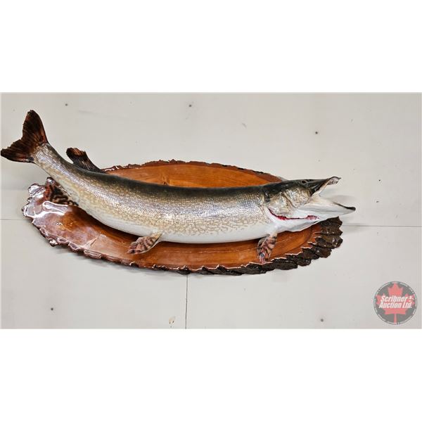 Taxidermy North Pike on Wood Plaque/Mount (42")