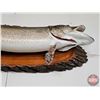 Image 4 : Taxidermy North Pike on Wood Plaque/Mount (42")