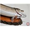 Image 5 : Taxidermy North Pike on Wood Plaque/Mount (42")