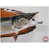 Image 6 : Taxidermy North Pike on Wood Plaque/Mount (42")