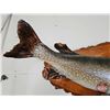 Image 8 : Taxidermy North Pike on Wood Plaque/Mount (42")